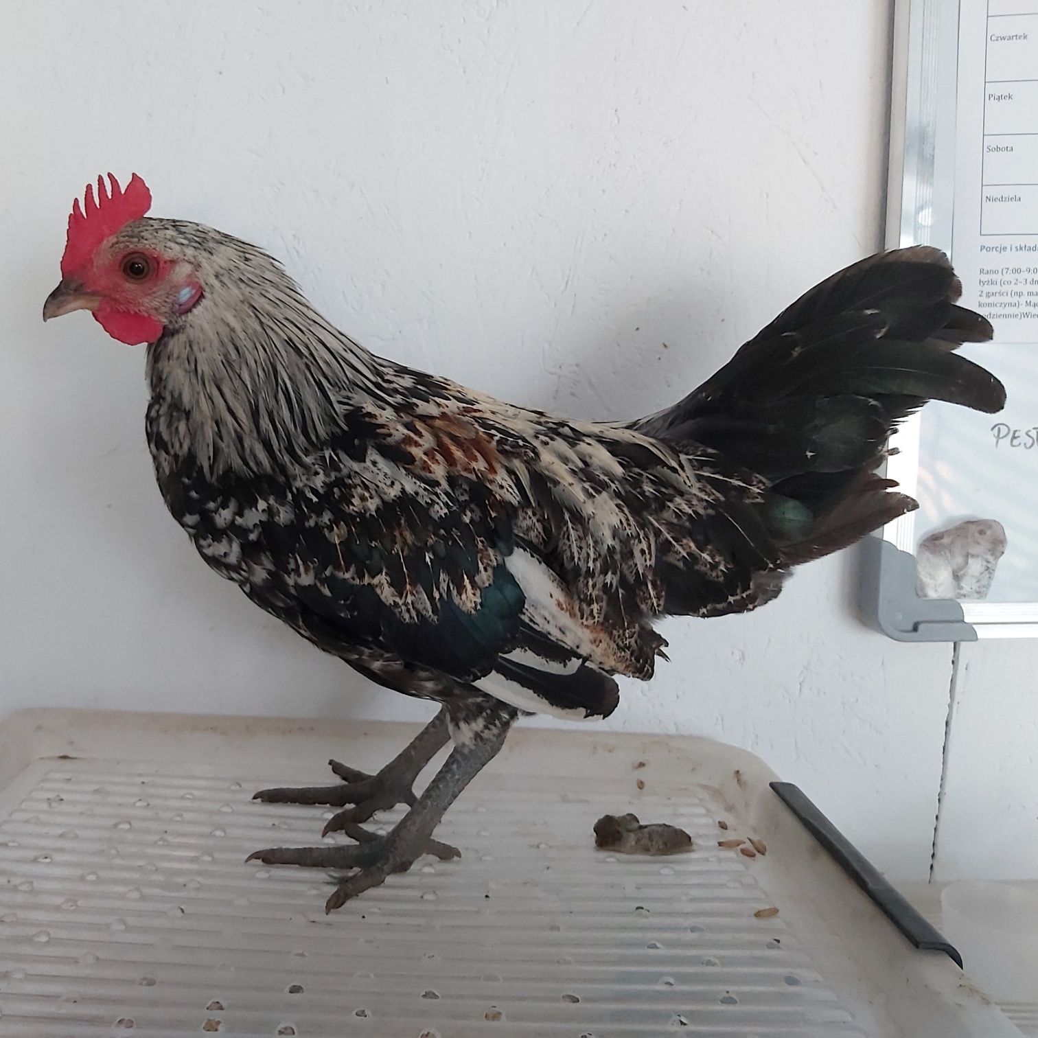 Liliputka koguty feniks miniaturowy