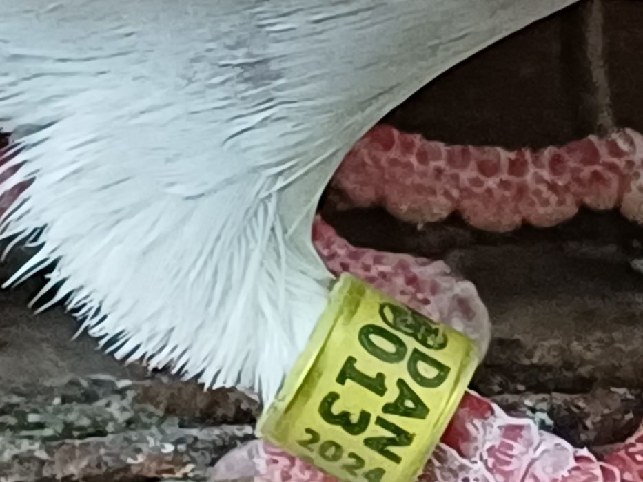 Gołębie  pocztowe  DAN samica