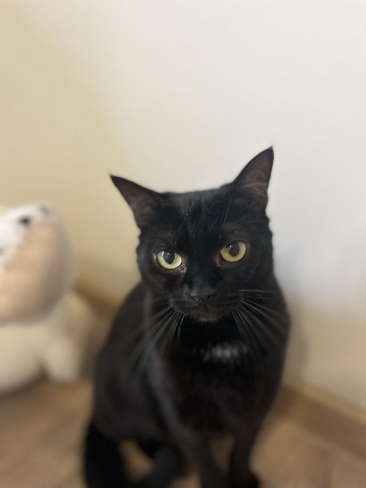 Proludzka Kora pilnie szuka chaty jako jedynaczka