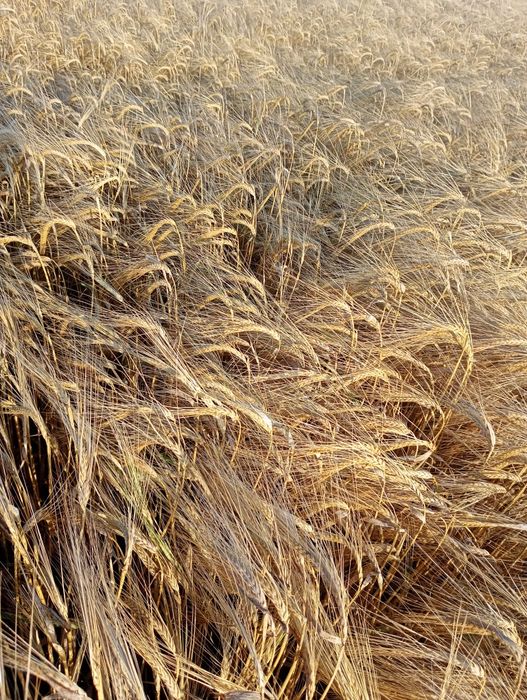 Jęczmień jary Farmer