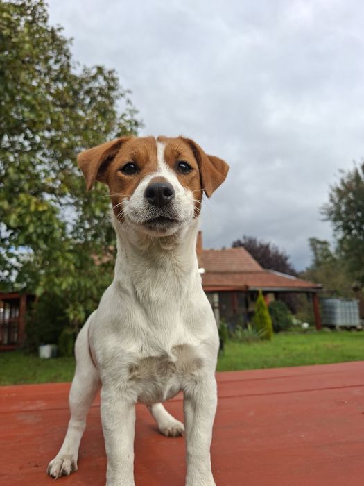 Jack Russell Terrier dziewczynka z rodowodem FCI
