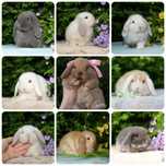 Висловухі кролики з розплідника "Fluffy Diamond" Карликові NHD