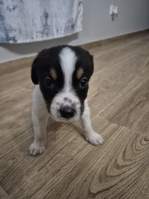 Cachorrinho médio-grande