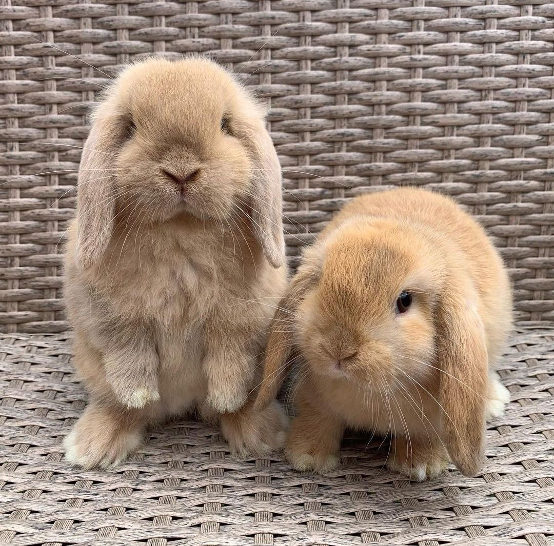 KIT Coelhos anões orelhudos, mini lop super inteligentes e dóceis