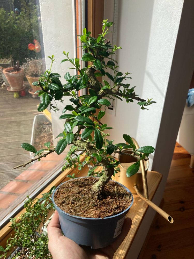 Karmona drobnolistna, bonsai, Idealny prezent