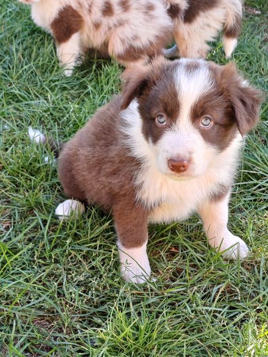 Border Collie piesek czekoladowo biały
