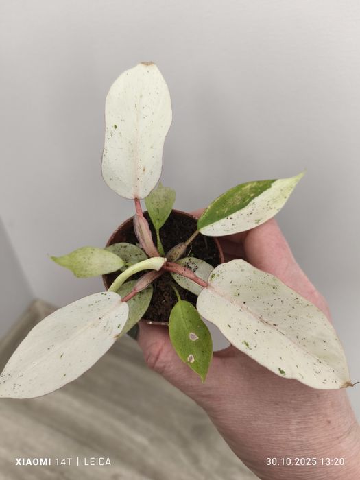 Филодендрон Snow Drift