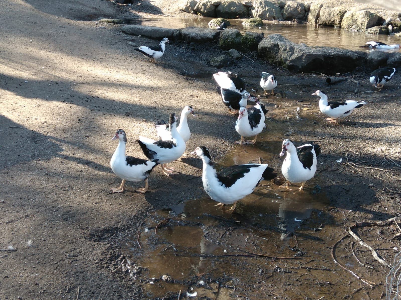 Vende-se Patos Mudos Caseiros