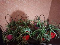 Хлорофітум чубатий в упаковці