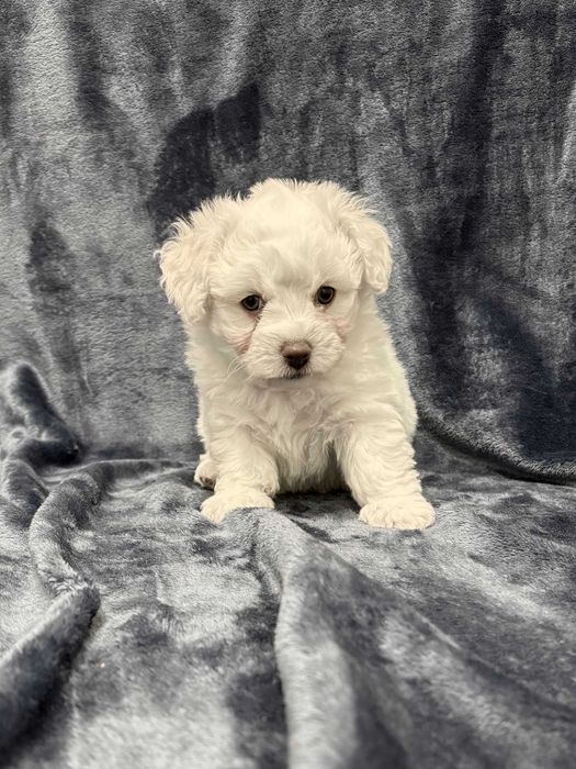 Wyjątkowy chłopczyk Bichon Frise FCI