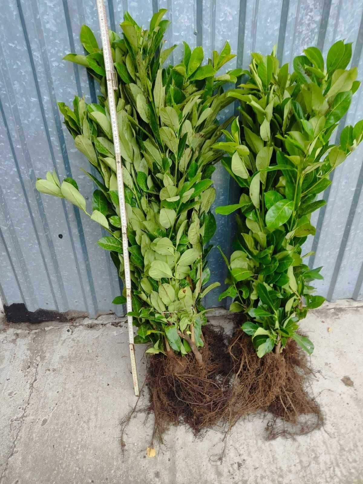 Laurowiśnia w pojemnikach i z gołym- korzeniem-Novita i Rotundifolia