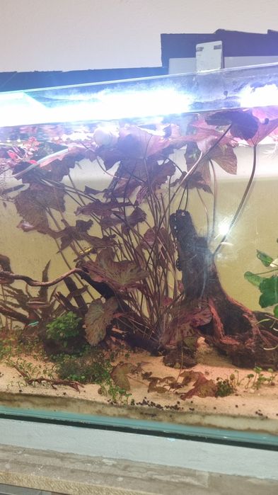 Bulbo de aquário Nymphaea Red Lotus