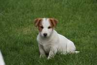 Jack Russell Terrier FCI- sunia