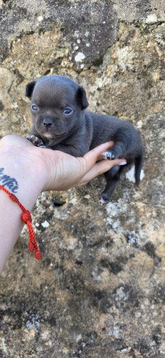 Chihuahua Fêmea Pêlo Curto