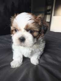 OKAZJA! Śliczny piesek Shih Tzu szuka domu (RODOWÓD/SZCZEPIENIA)