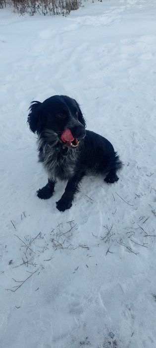 Вязка русский спаниель.