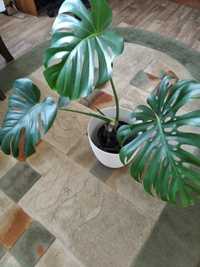 Monstera dziurawa