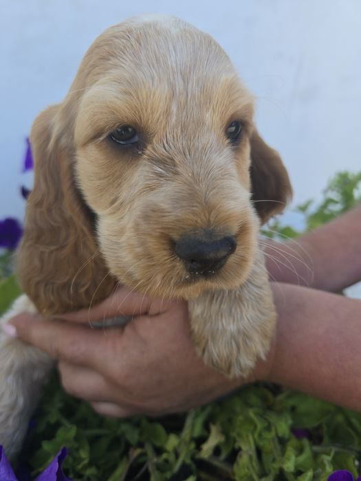 Sprzedam suczke Cocker spaniel