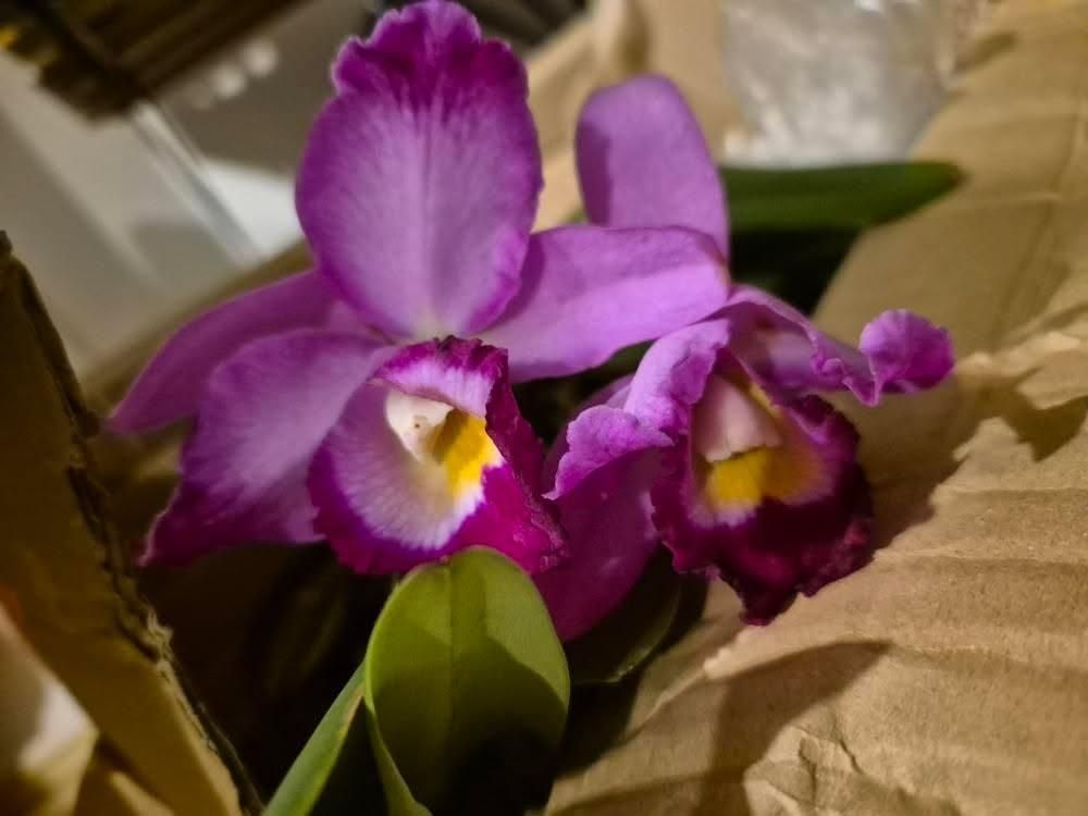 Storczyk Cattleya