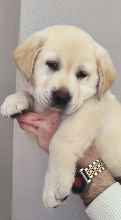 Лабрадор щенки Белая Мишка плюшевый щенок питомника