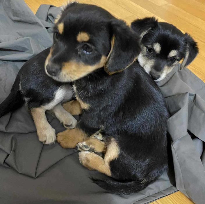 Oddam szczeniaki (2 suczki) [zarezerwowane do niedziela wieczór]