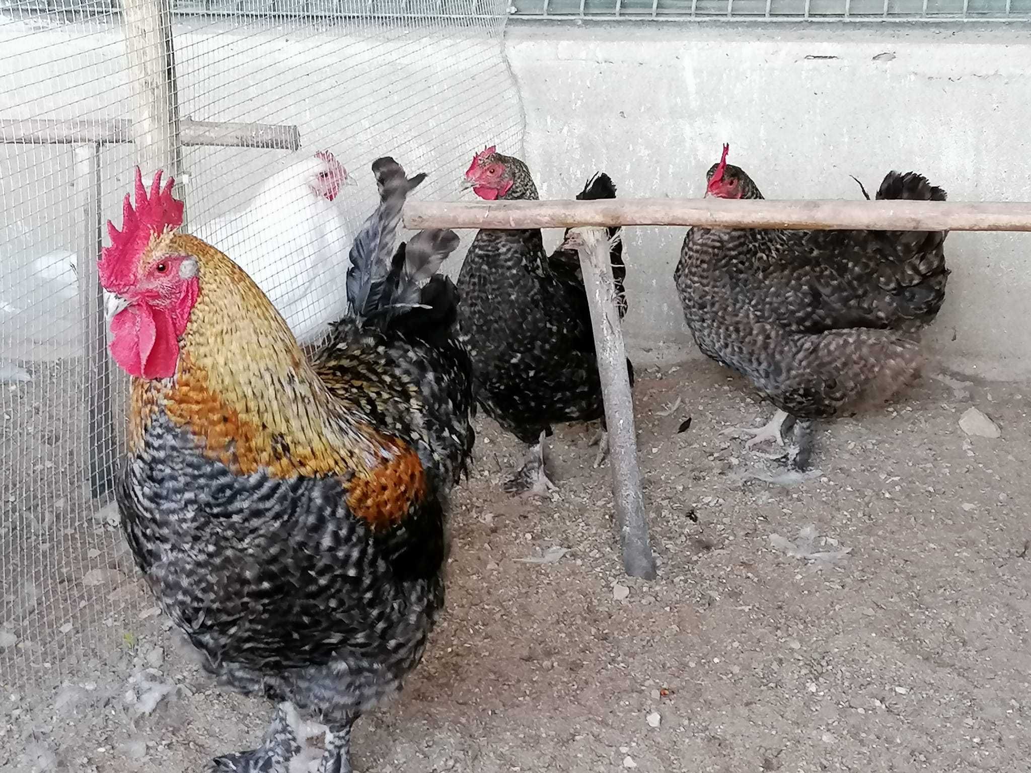 Galinhas pintos ovos de varias raças