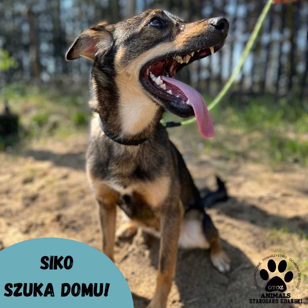 Żywiołowy Siko do adopcji