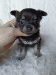 Chihuahua suczka