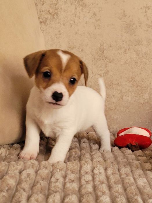 Jack Russell Terrier Śliczny Szczeniak Gotowy na zmianę domu