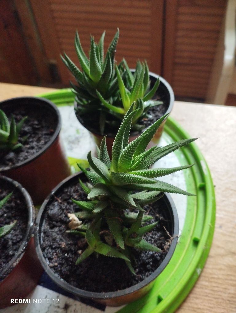 Sukulent haworthia roślina doniczkowa