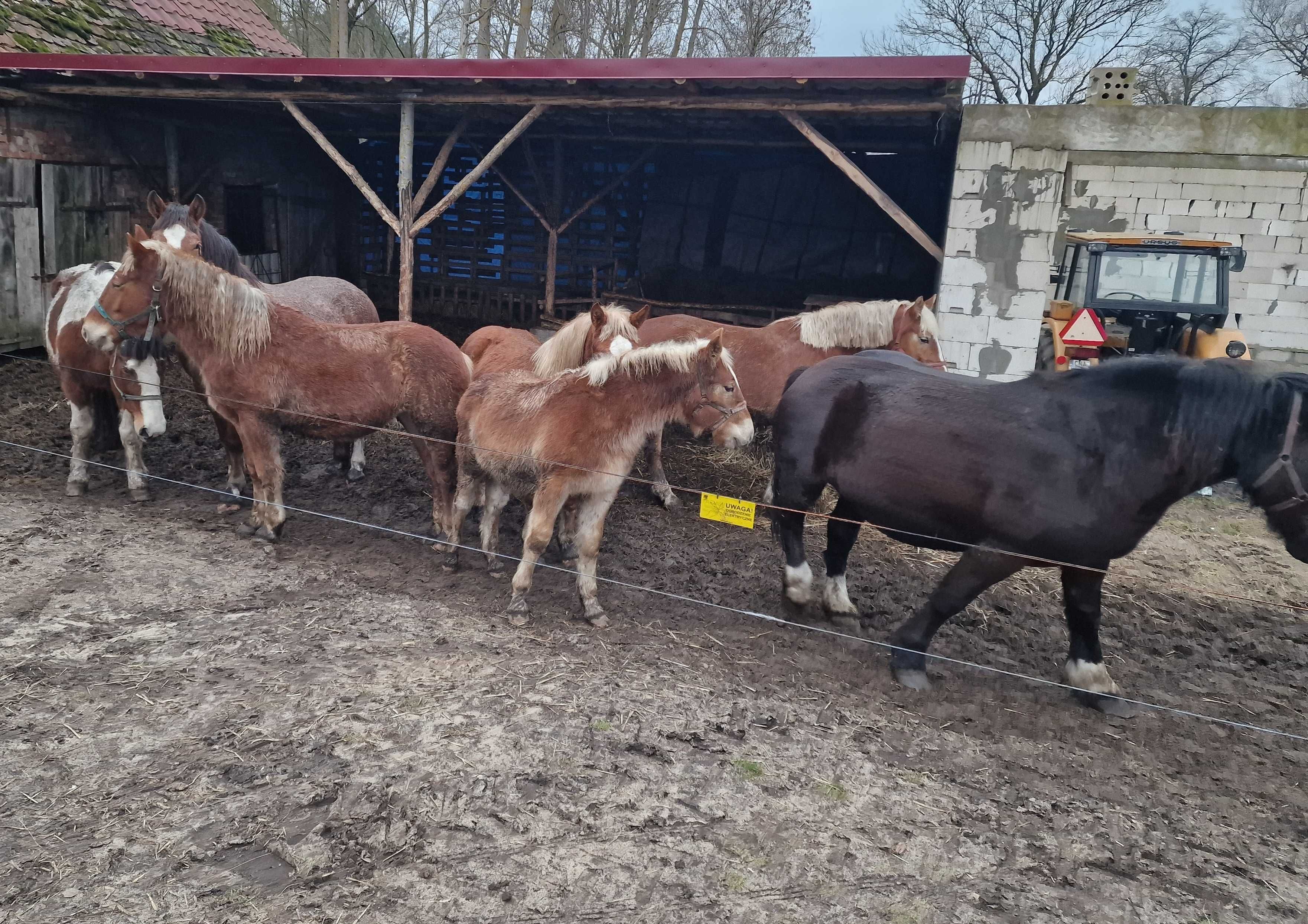 Konie zimnokrwiste Stado