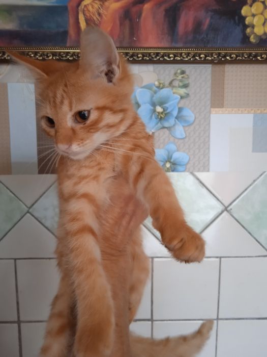 Віддам котиків в добрі руки, 2,5 місяці