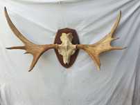 Poroże łosia 109 cm 64 cm