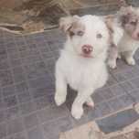 Border Collie com Pedigree