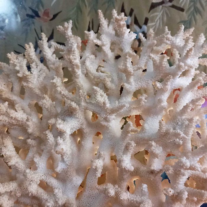 Bonito e Grande Coral peça em forma de Leque,