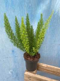 Asparagus Meyers "lisi ogon"