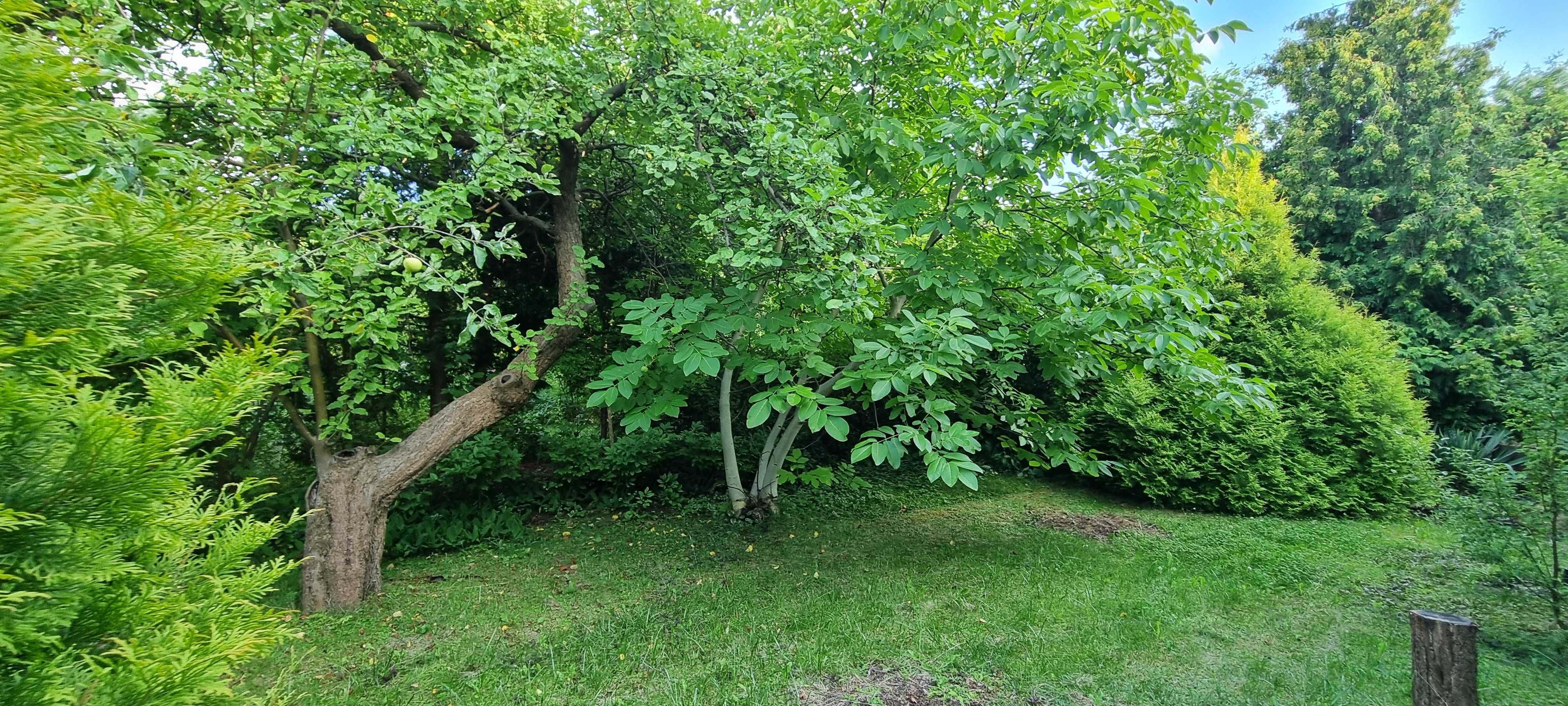Sprzedam działkę 300m2 z altaną i licznymi nasadzeniami ROD Sasanka