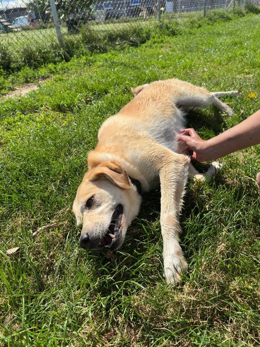 Cynia w typie Labradora do adopcji!