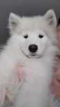 Samoyed 100% z rodowodem szczenię samoyed samiec samoyed