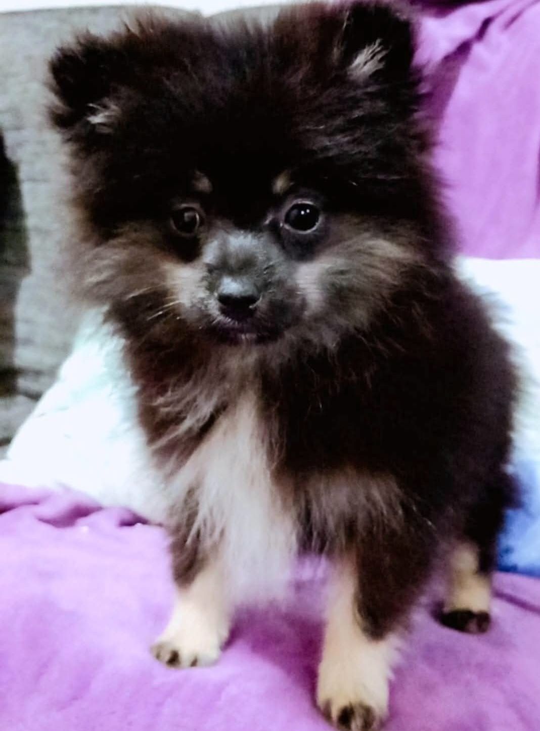Spitz alemão lulu pomerania