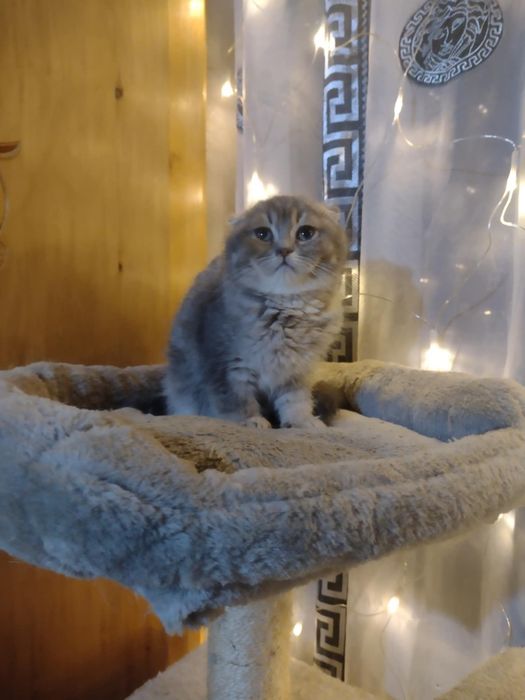 Kocurek szkocki gotowy do odbioru