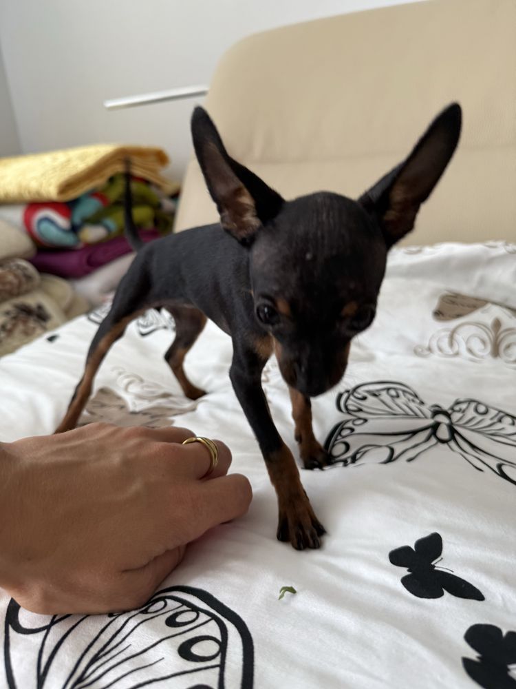 Ratlerek pinczer miniaturka