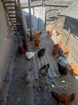 Курочки молоденькі