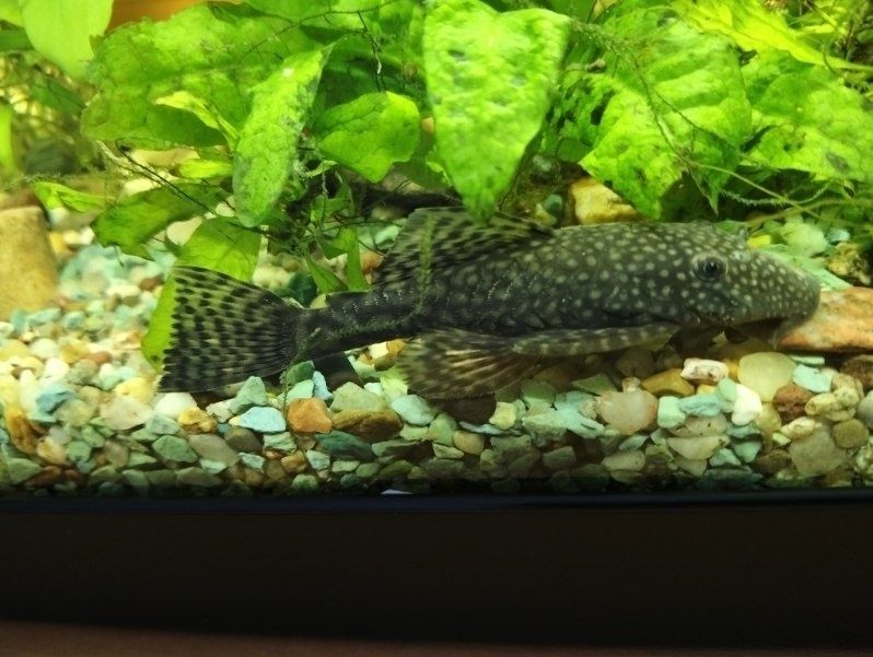 Sprzedam zbrojnika niebieskiego