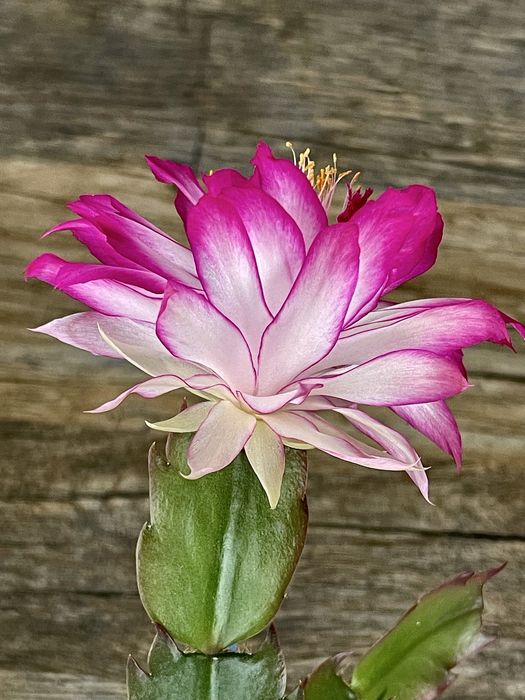 Shlumbergera. Шлюмбергера колекційний сорт. .