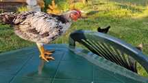 Młode kury i koguty mix. Ayam Cemani, Silki i Sułtan.