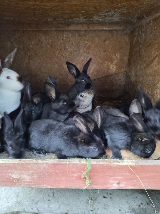 Sprzedam króliki  tuszki
