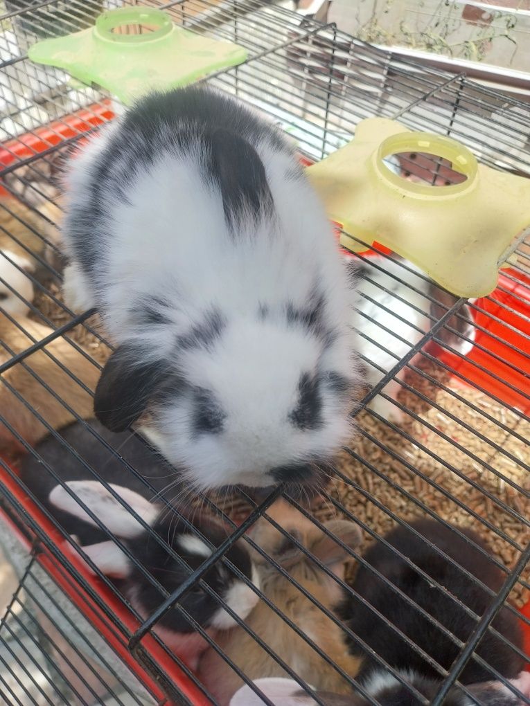 Coelhos anões minilop orulhudos