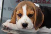 Cachorro Beagle com Lop