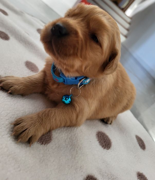 Piesek golden retriever ciemno złote maluszki po 20 listopada odbiór.